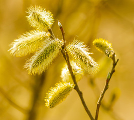 Yellow flowers on the branches of willow