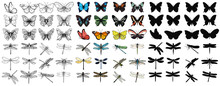 Vector Isolated Set Of Multicolored Butterflies And Dragonflies