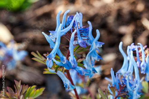 Corydalis Flexuosa China Blue A Spring Rhizomatous Perennial Flower Plant Stock Photo Adobe Stock