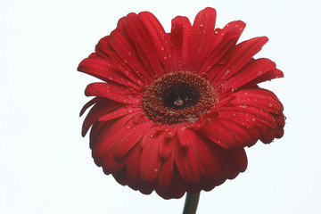 red gerbera flower / red beautiful summer flower, aroma smell concept