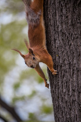 Wall Mural - Rides on a tree on hind legs