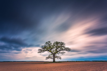 Old oak tree in the evening light, Lithuania Europe