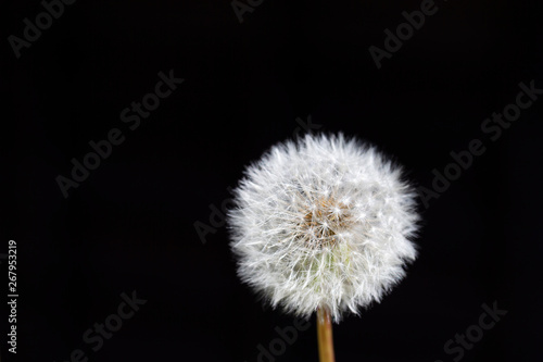 タンポポの綿毛 黒背景 Stock Photo Adobe Stock タンポポの綿毛 黒背景 Stock Photo Adobe Stock