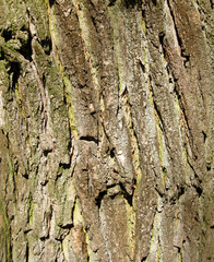 Oak tree bark natural background