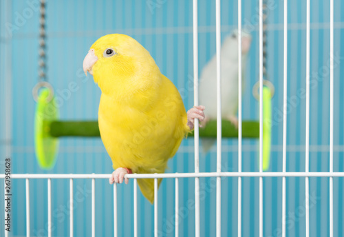 Fotomural Couple bird parrot parakeet forpus american yellow and white color in cage on bl
