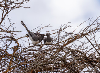 2 two White-bellied go-away-birds Corythaixoides leucogaster on tree top branch crest and long tails sky background Ol Pejeta Conservancy Kenya Africa