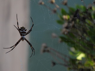 spider on web