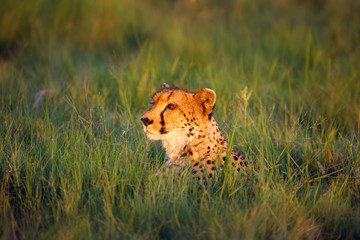 Sticker - The cheetah (Acinonyx jubatus) female portrait lying at sunset. Portrait in the green grass.