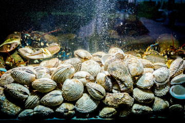 Colorful crawfish for sale, sea crustaceans with clams inside aquarium in a restaurant