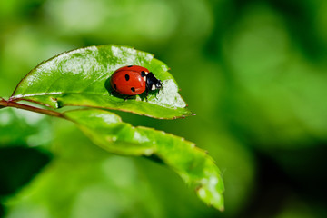 ladybird sitting on a green rose plant leaf, macro color picture with copy space