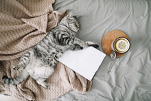 View From Above Of Funny Cat Sleeping On The Blanket  On Hygge Background. Cozy Flatlay Of Female Blogger 