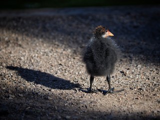 Poster - Young Moorehen 