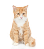 Fototapeta Koty - Adult red tabby cat looking at camera. isolated on white background