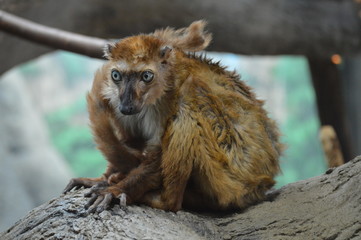 Wall Mural - Blue eyed lemur on a branch