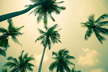 Beautiful silhouette coconut palm tree in sunset evening with clouds sky background in vintage tone. Travel tropical summer beach holiday vacation or save the earth, nature environmental concept.