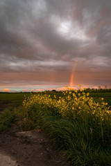 Wall Mural - a rainbow is illuminated by the light of the setting sun with rapeseed flowers in the foreground