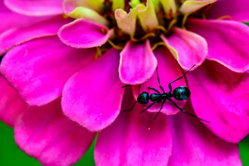 Black Ant on a Bright Pink Zinnia