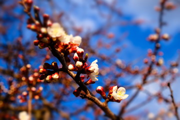 Wall Mural - White apricot flowers with blue sky background