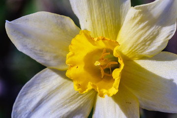 Wall Mural - Yellow white Narcissus flower. Narcissus daffodil flowers, green leaves background.