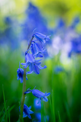 Wall Mural - beautyful macro