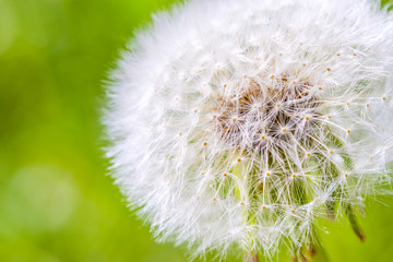 Wall Mural - single dandelion with green grass