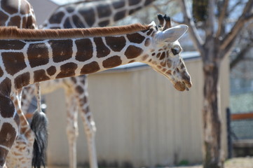 Wall Mural - A giraffe in the outdoors