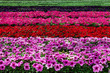 © karakedi35 - Flowers of colored  in a greenhouse
