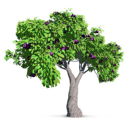 Wall Mural - fig tree isolated with high detailed leaves, 3d illustration