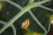 Home plant with leaf blight disease, closeup view