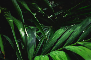 Sticker - Green leaves with beautiful pattern in tropical jungle.