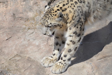 Wall Mural - Snow leopard on a rock