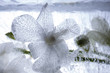 Weiße Orchidee in kristallklarem Eis 1