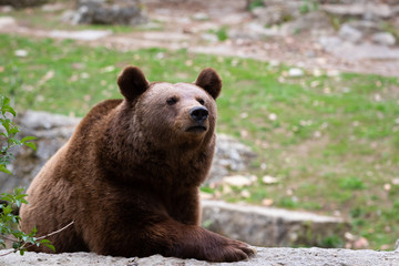 brown bear