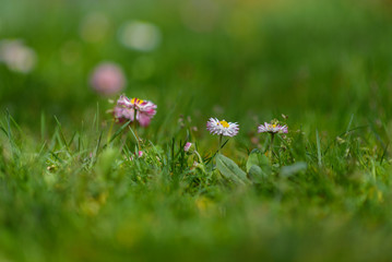 Daisies in the grass in summer. Photographed close-up with blurred background.