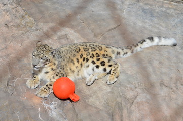 Canvas Print - Snow leopard on a rock