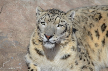 Wall Mural - Snow leopard on a rock