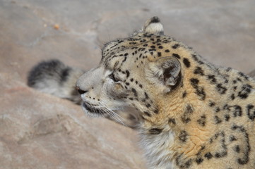 Sticker - Snow leopard on a rock