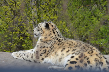 Sticker - Snow leopard on a rock