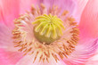 Papaver Somniferum Giganteum Poppy Close Up