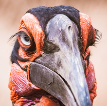 Bird's Head Closeup