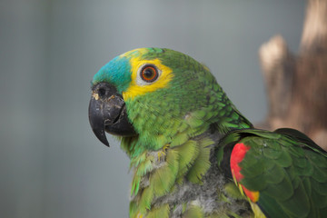 Canvas Print - Turquoise-fronted amazon (Amazona aestiva)