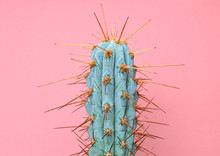 Fashion Blue Cactus Living Coral Colored Pastel Background. Trendy Tropical Plant Close-up. Art Concept. Creative Style. Sweet Coral Fashionable Cactus Mood
