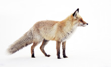 Image Of A Wild Fox In Winter Natural Habitat