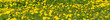 Panorama of yellow dandelions on a background of bright green grass.