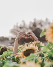 Person Showing Heart Hand Gestures Surrounded By Sunflowers
