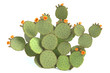 © abramsdesign - 3d illustration of a prickly pear cactus plant
