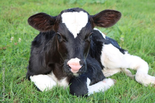 Fotografía Close up of newborn Holstein calf laying in the meadow looking at camera