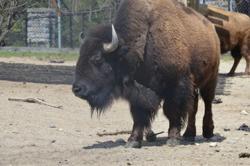 Poster - Bison in the outdoors