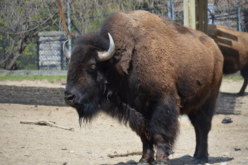 Wall Mural - Bison in the outdoors