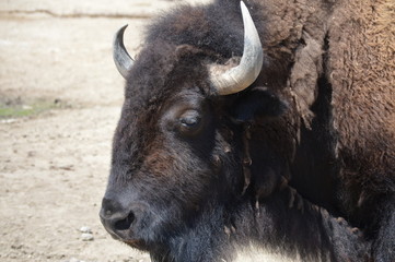 Wall Mural - Bison in the outdoors